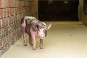 Portrait vom Schwein