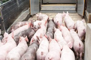 Schweine bei der Verladung
